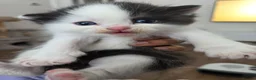 Mixed Breed cats for sale: 🐱 Bshxpersian cute kittens 🥰 - Advert 14