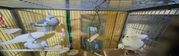 Cockatiels birds for sale: 3 cockatiels with cage in Pontefract - Advert 2