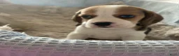 Beagle dogs for sale: KC Reg Pure Pedigree champ Beagle  - Advert 33