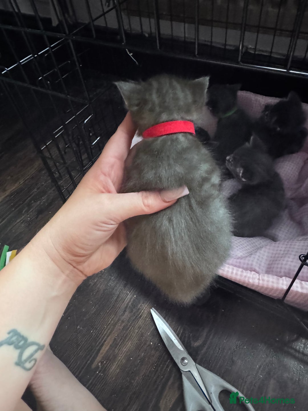 Maine Coon cats for sale: READY NOW Maine coon kittens  - Image 18