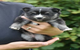 Pomsky dogs for sale: Merle Genuine Toy Size  Pomsky Puppies - Image 40