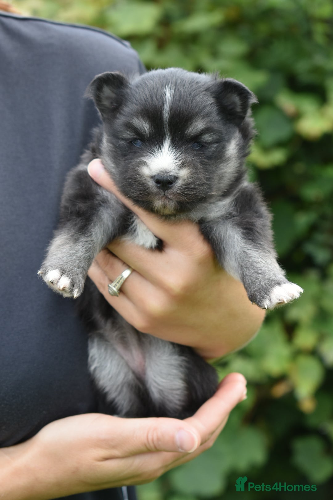 Pomsky dogs for sale: Merle Genuine Toy Size  Pomsky Puppies - Image 40