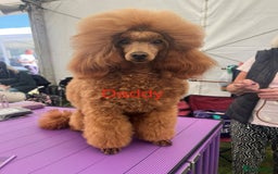 Toy Poodle dogs for sale: KC Reg High Quality RED Toy Poodles - Image 10