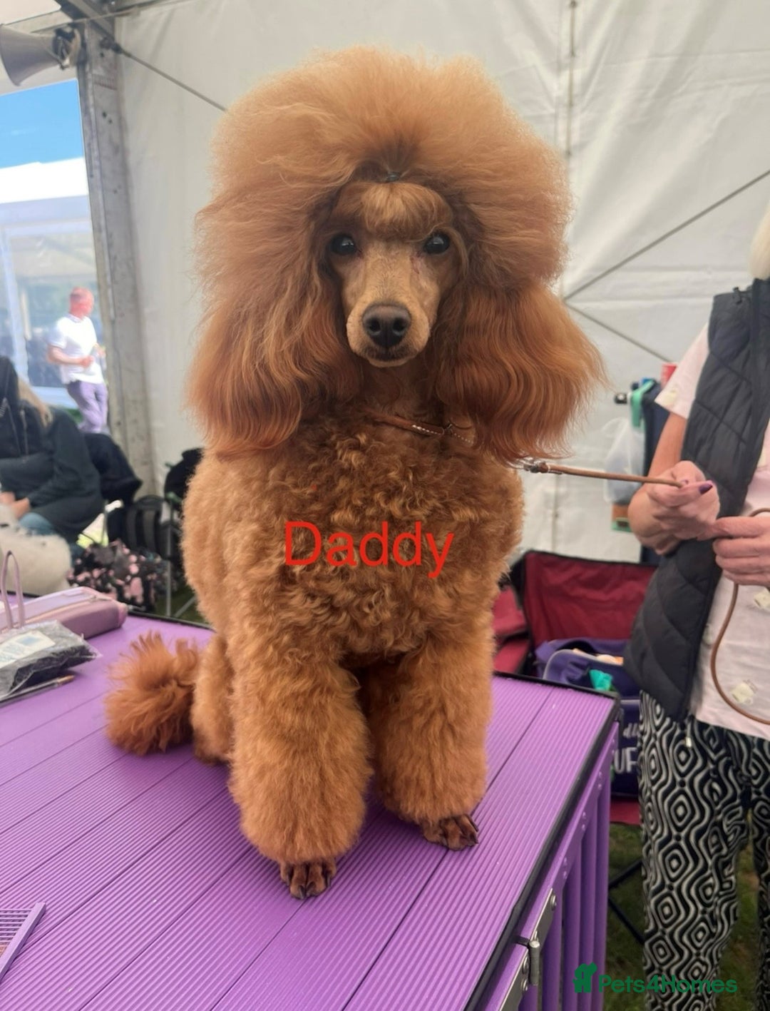Toy Poodle dogs for sale: KC Reg High Quality RED Toy Poodles - Image 10