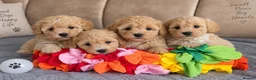 Maltipoo dogs for sale: Beautiful F1 Maltipoo Puppies  - Advert 10