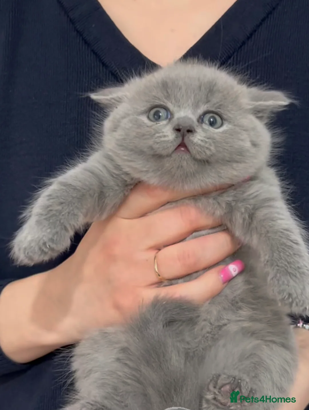 British Shorthair cats for sale: Only 1 girl and boy left, British short hair fluff - Advert 29
