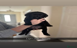 Labrador Retriever dogs for sale: 3 gorgeous black Labrador puppies - Image 4