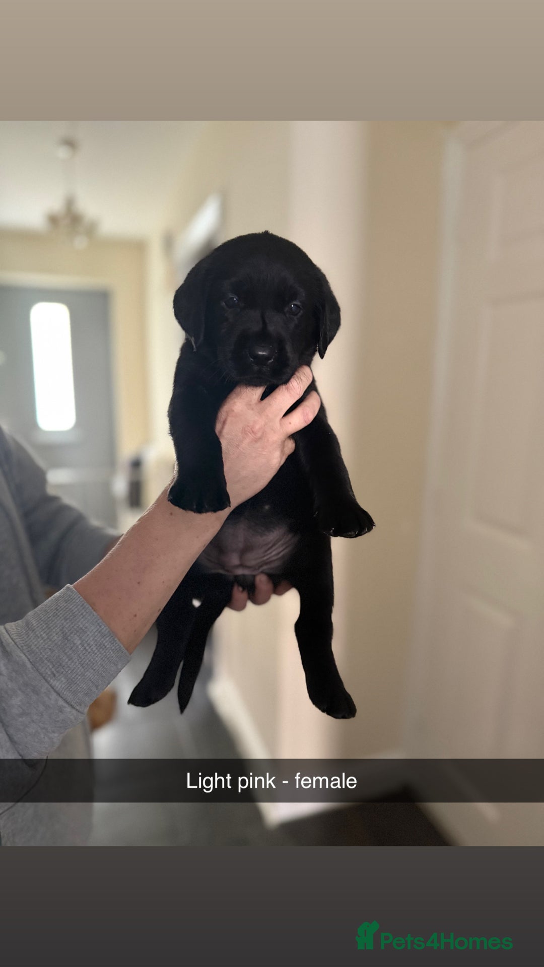 Labrador Retriever dogs for sale: 3 gorgeous black Labrador puppies - Image 4