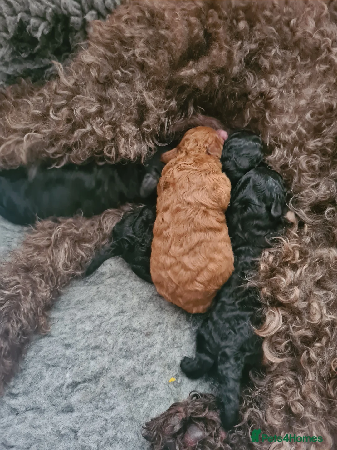 Toy Poodle dogs for stud: *STUD* Gorgeous KC Registered Toy Poodle in Manchester - Advert 6