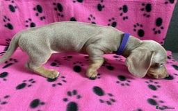 Miniature Dachshund dogs for sale: ADORABLE MINIATURE DACHSHUND PUPPIES FOR SALE  - Image 4