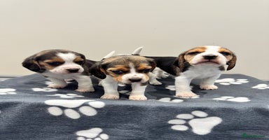 Beagle dogs - Advert 9