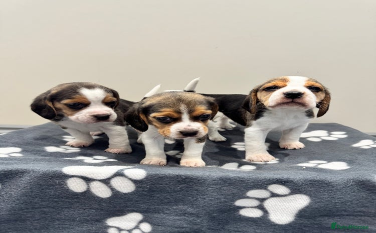 Beagle dogs - Advert 2