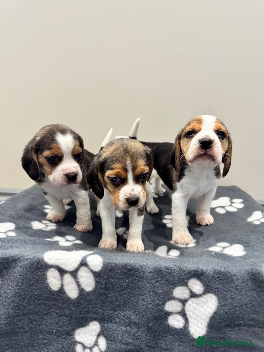 Beagle dogs for sale: Beautiful KC Beagle pups  - Image 1