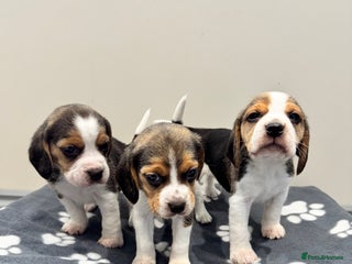Beagle dogs - Advert 6
