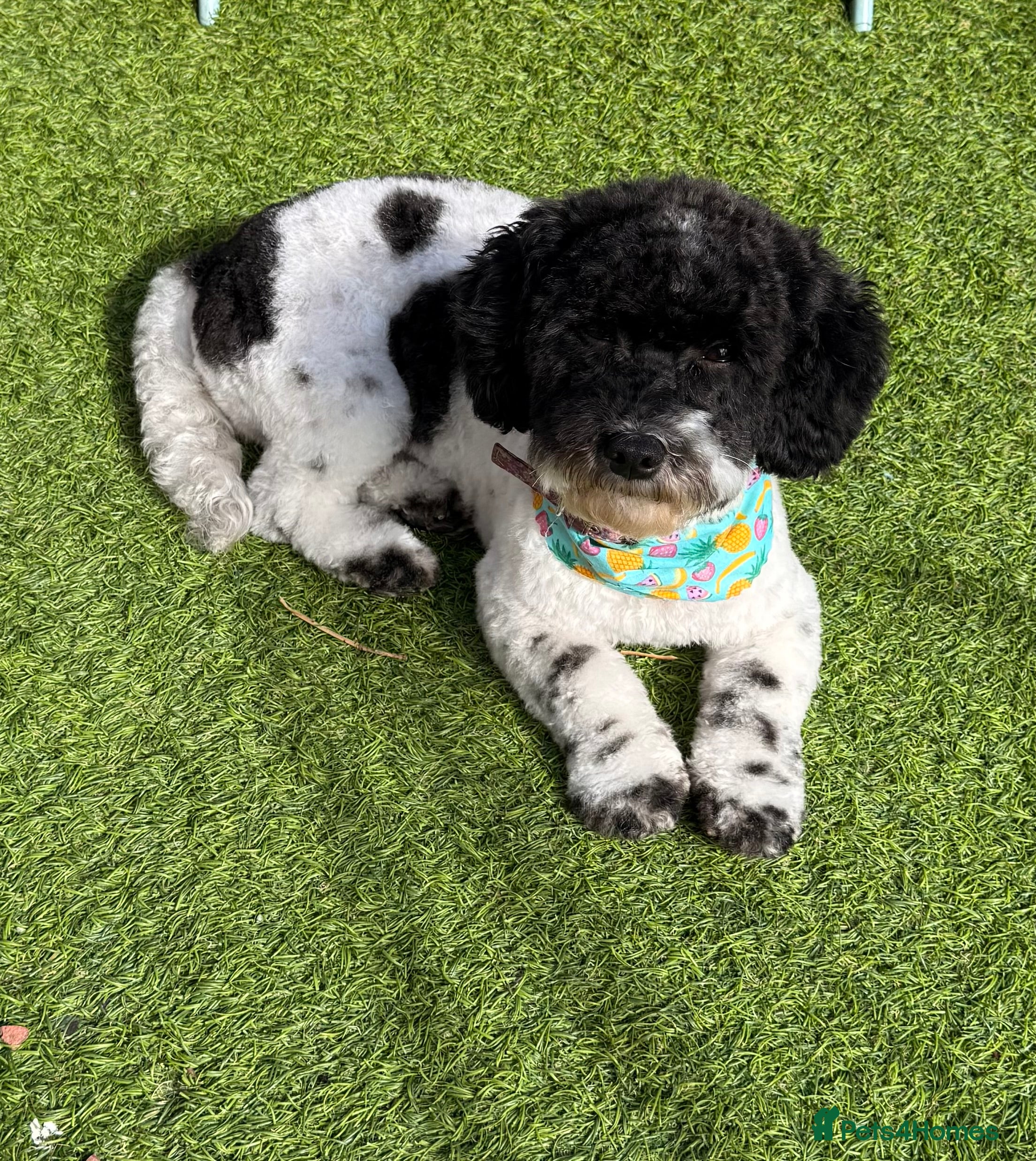 Shihpoo dogs Shihpoo - Advert 6