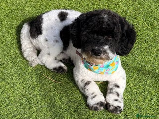 Shihpoo dogs Shihpoo - Advert 5