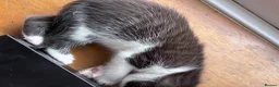 Ragdoll cats for sale: ✨Stunning Ragdoll cross  - Advert 3