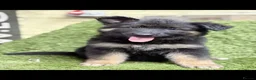 German Shepherd dogs for sale: German Shepard puppies  - Advert 12