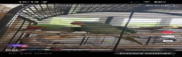 Parrots birds for sale: Alexandrine breeding pair in Birmingham - Advert 2