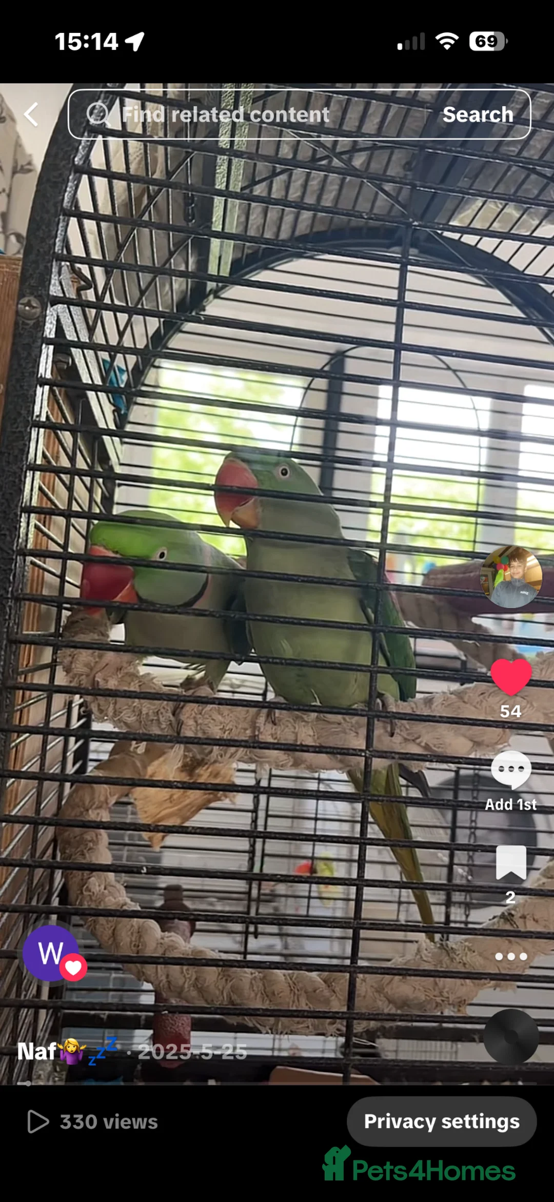 Parrots birds for sale: Alexandrine breeding pair in Birmingham - Advert 2