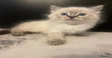 Ragdoll cats - Advert 5