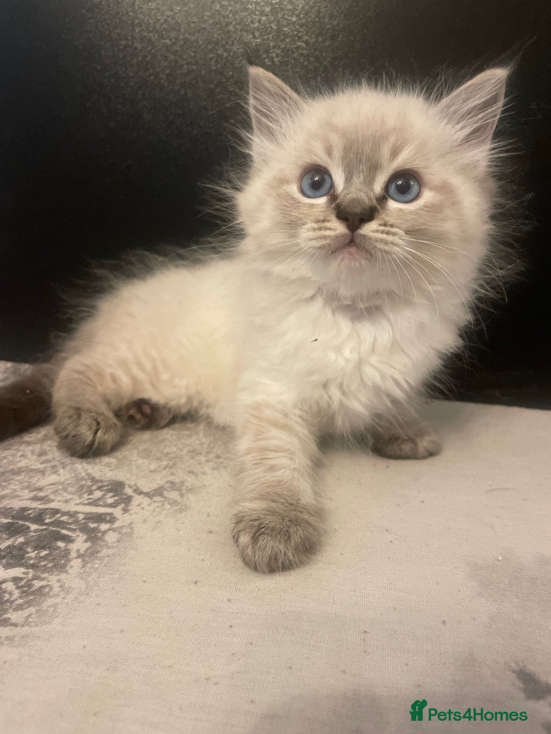 Ragdoll cats for sale: Last boy girl Hcm pkd so loving  playful cutie  - Image 6
