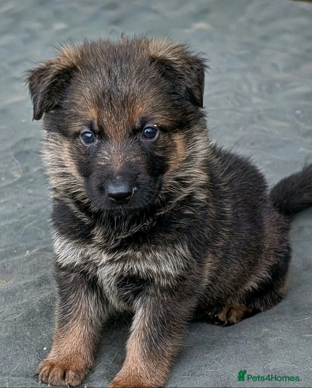 German Shepherd dogs for sale: K.C. reg GSD pups - Advert 16
