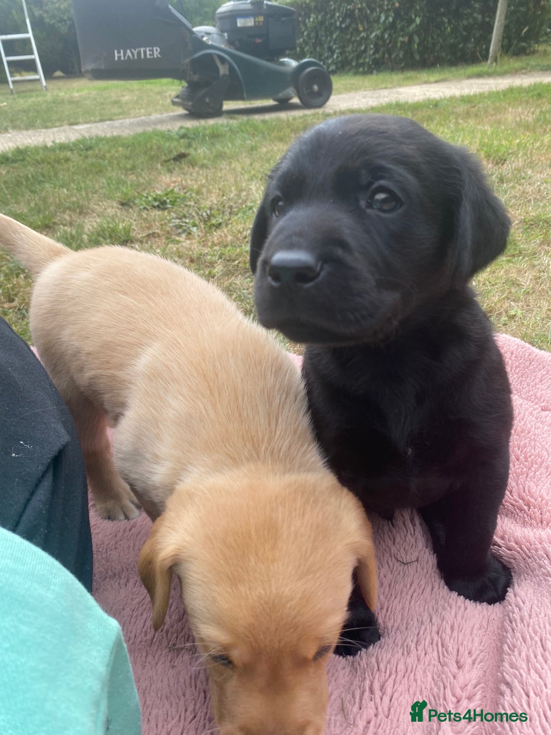 Labrador Retriever dogs for sale: Labrador (working) puppies - Image 9