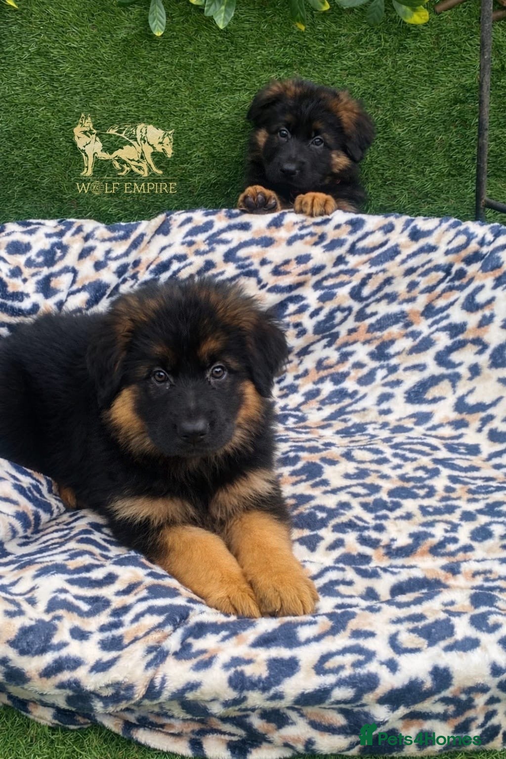 German Shepherd dogs Beautiful Long coat GSD puppies - Advert 4