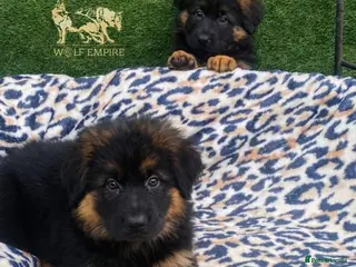 German Shepherd dogs Beautiful Long coat GSD puppies - Advert 4
