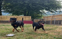 Rottweiler dogs for sale: Healthy Rottweiler puppies ready now  - Image 22