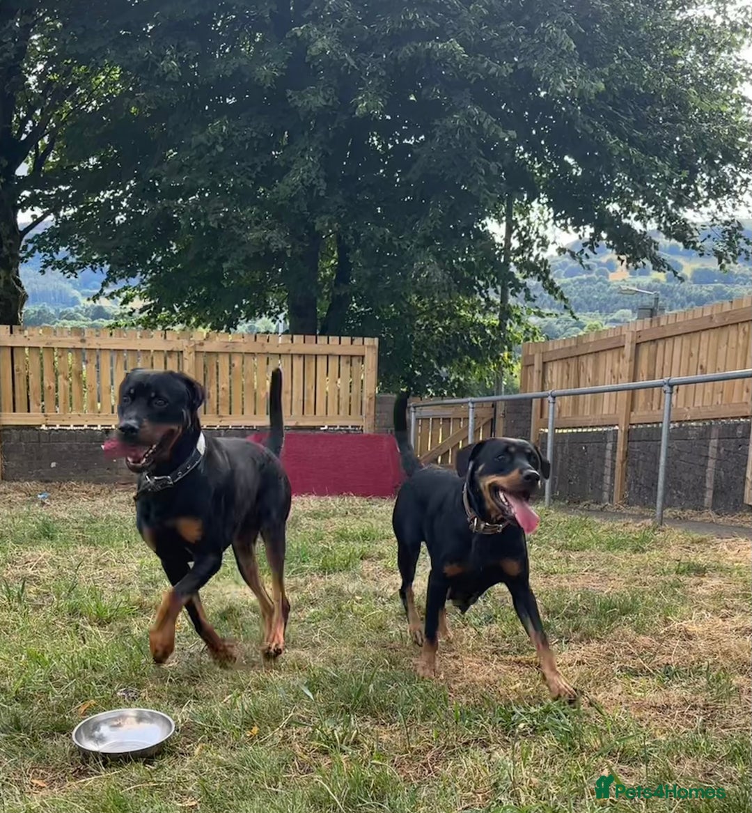 Rottweiler dogs for sale: Healthy Rottweiler puppies ready now  - Image 22