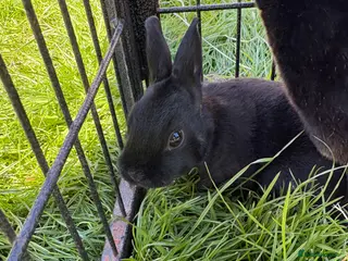 Rex rabbits Mini Rex doe (updated photos) - Advert 16