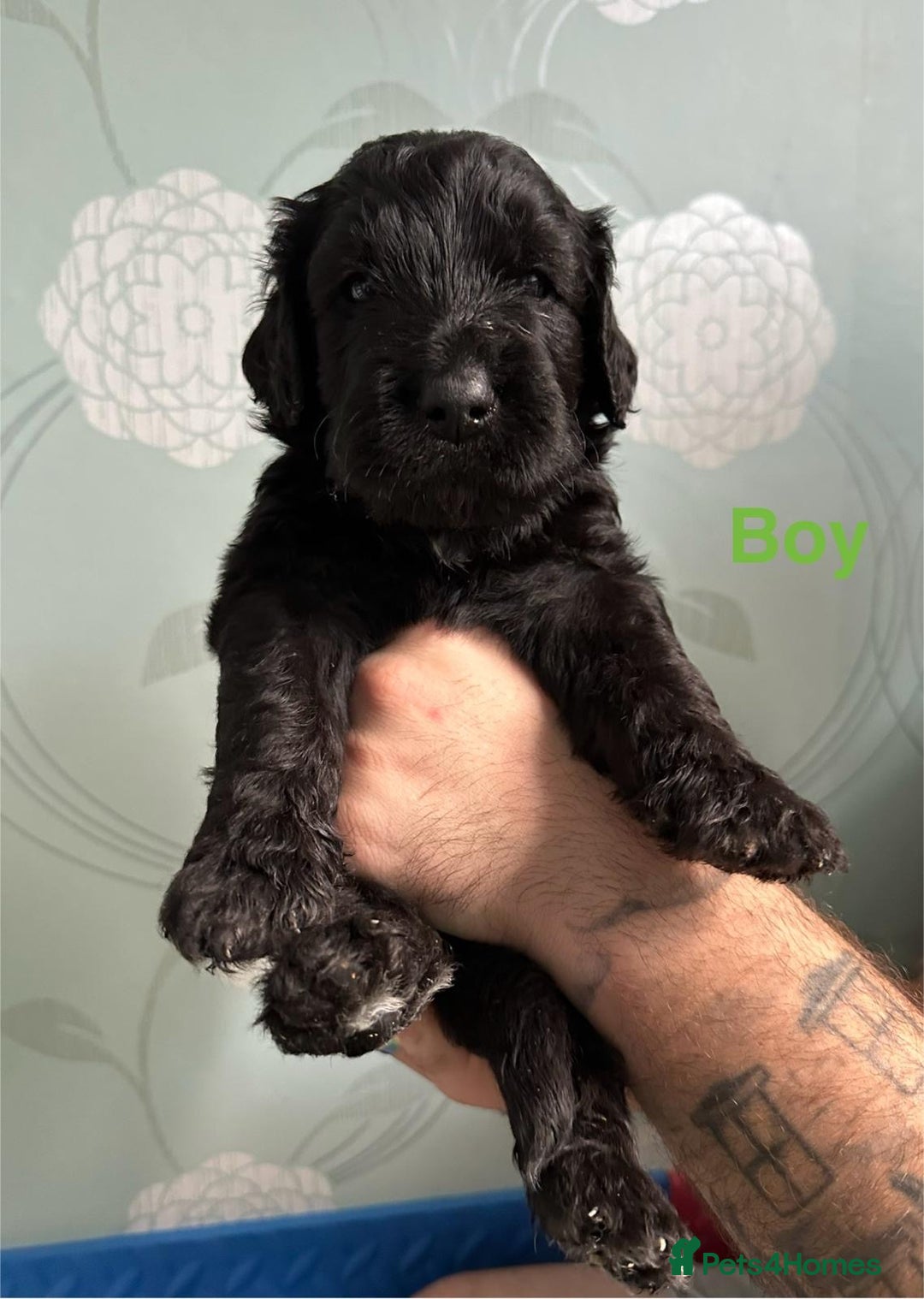Mixed Breed dogs for sale: F1 Saint Berdoodles - Image 21
