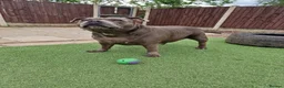 Staffordshire Bull Terrier dogs for sale: Blue Staffordshire - Advert 5