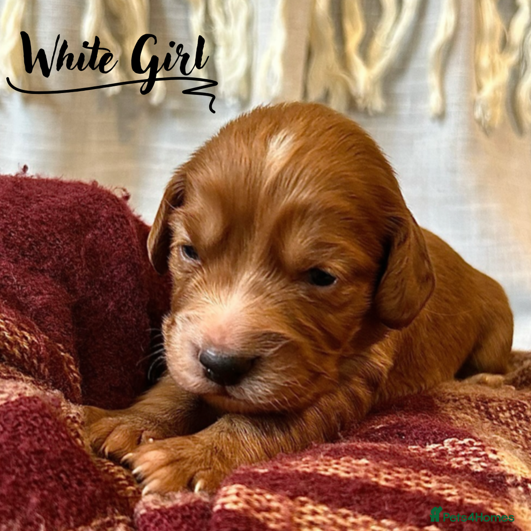 Cocker Spaniel dogs for sale: Stunning Red Working Cocker Spaniel Pups - Image 1