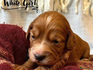 Cocker Spaniel dogs for sale - Advert 1