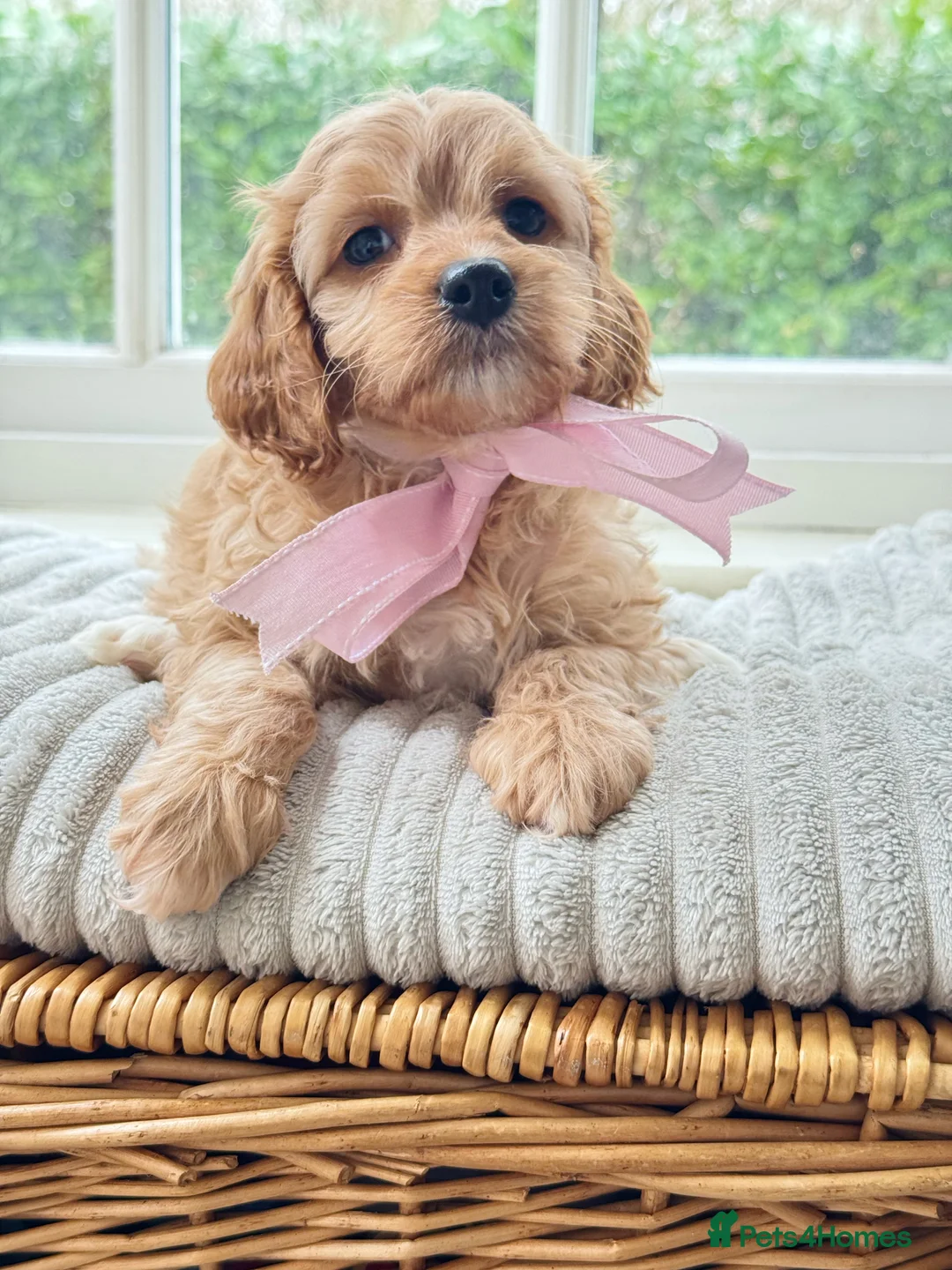 Cavapoo dogs for sale: Stunning F2 cavapoo health tested - Advert 28
