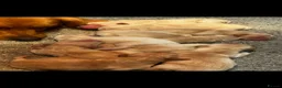Golden Retriever dogs for sale: Fantastic golden retriever  - Advert 1