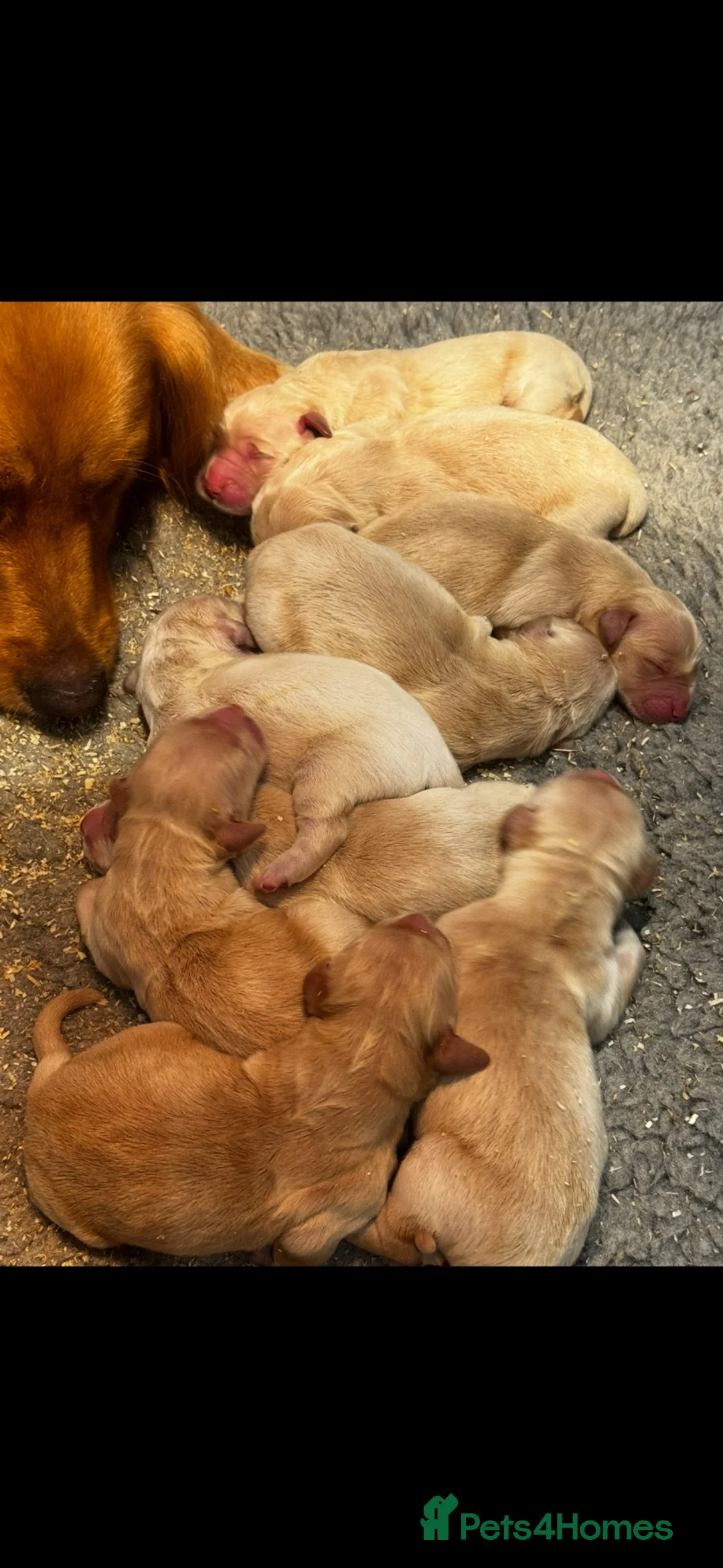 Golden Retriever dogs for sale: Fantastic golden retriever  - Advert 1