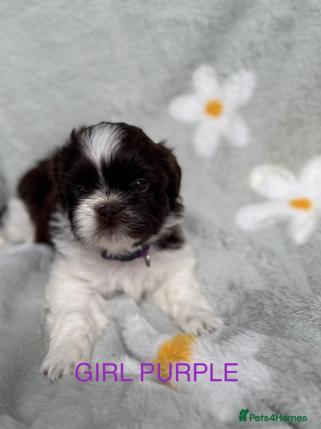 Shih Tzu dogs for sale: 🐾 Beautiful Shih Tzu Puppies🐾 - Image 4