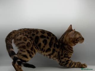 Bengal cats 🐆✨ GLITTER TICA 6TH GENERATION BENGAL KITTENS🐆✨ - Advert 12