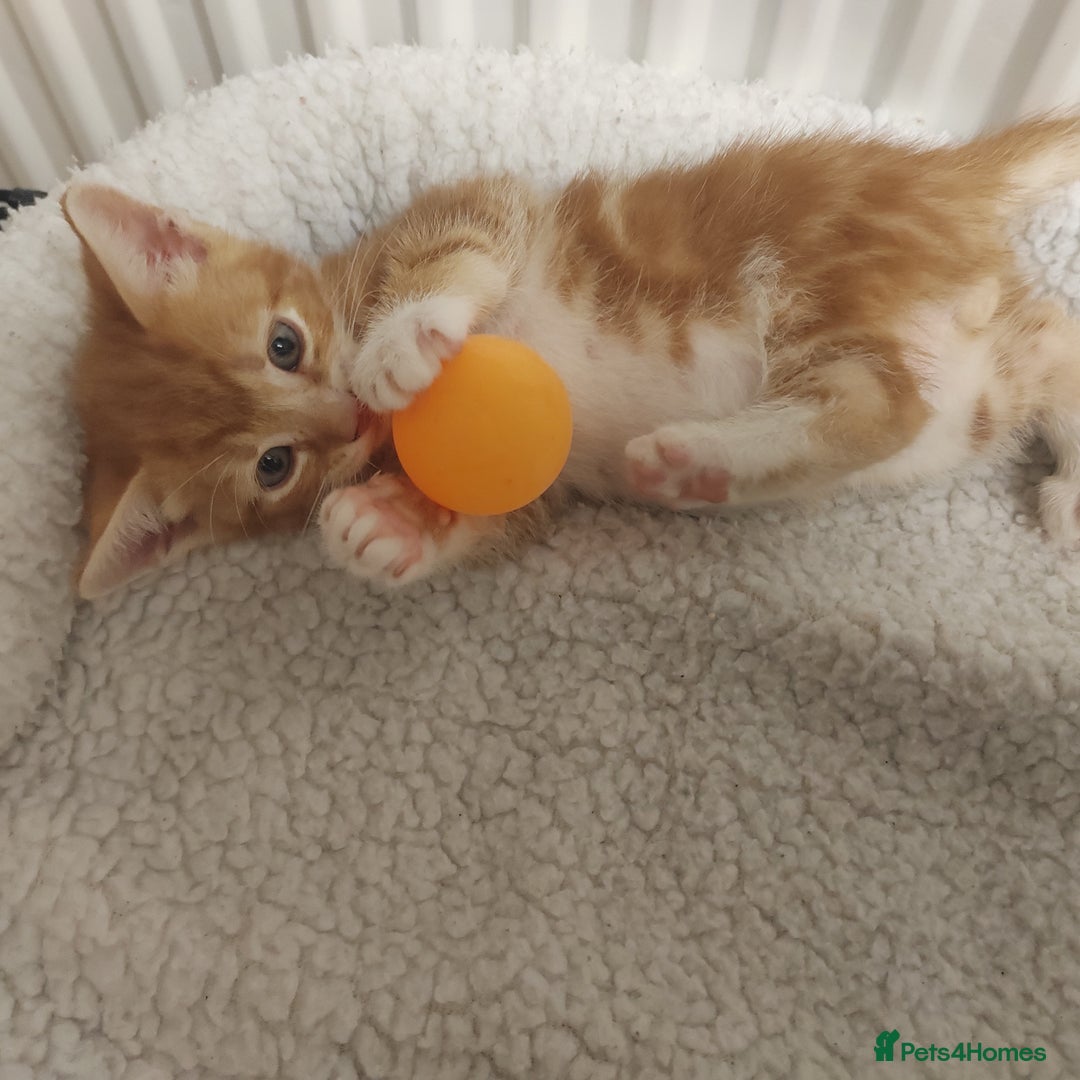 Mixed Breed cats for sale: Lovely kittens ready to reserve. - Image 1