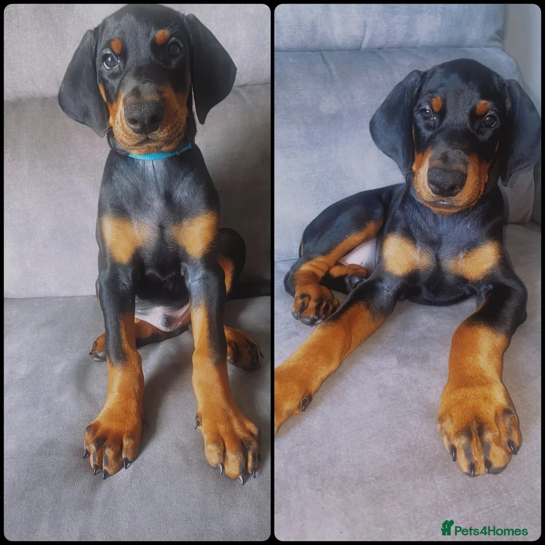 Dobermann dogs for sale: KC REGISTERED - DOBERMAN PUPPIES - Advert 2