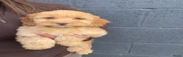 Cockapoo dogs for sale: Stunning F1 Cockerpoos🧸 - Advert 5