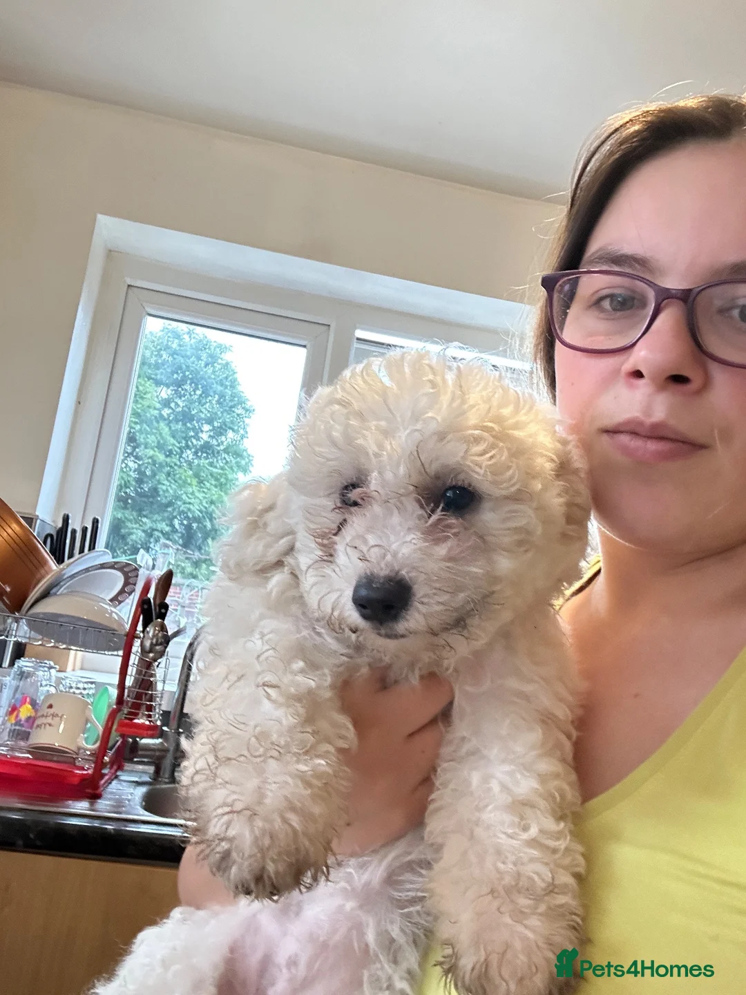Bichon Frise dogs for sale: For sale puppy bichon frise pure - Advert 2