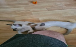 Siamese cats for sale: GCCF Registered Seal Point Boys - Image 6