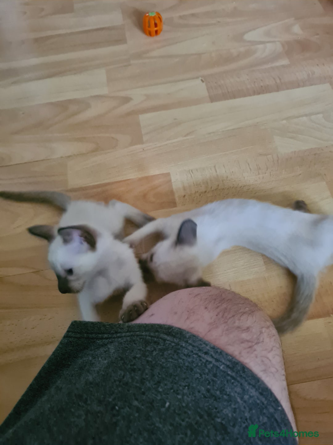 Siamese cats for sale: GCCF Registered Seal Point Boys - Image 6