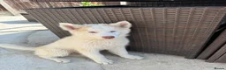 Siberian Husky dogs for sale: Siberian Huskies  - Advert 3