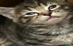 Mixed Breed cats for sale: Four mixed kittens for sale near colchester - Image 3